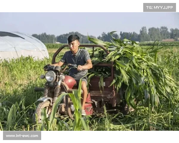 草原村排催生回流效应,外出青年返乡参与乡村振兴 草原村排催生回流效应,外出青年返乡参与乡村振兴